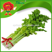 wholesale frozen pickled celery specification